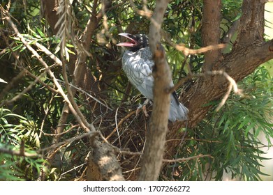 Albino Crow In A Shaded Tree  