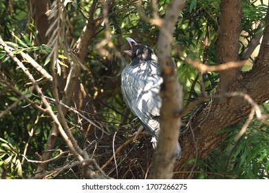 Albino Crow In A Shaded Tree  