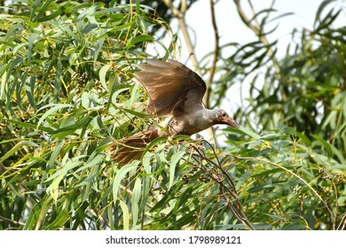 Albino Crow Is Sitting On A Tree