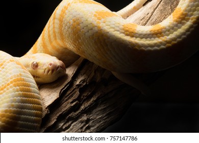 Albino Darwin Carpet Python Yellow and White Snake on black background and timber log tree branch