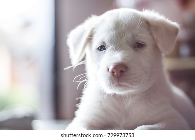 Albino Dog