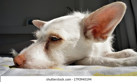 Albino Dog Head Lying In The Sun