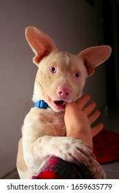 Albino Dog Puppy Biting Hand 