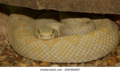 Albino Western Diamond Rattlesnake High Res Stock Images Shutterstock