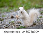 An albino eastern gray squirrel eating a peanut  along a roadway in the city park in Olney, Illinois, a town which is known for its population of white squirrels.