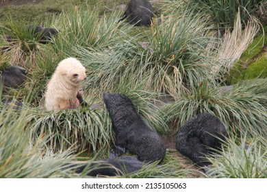 Albino Elephant Seal Pup In South Georgia