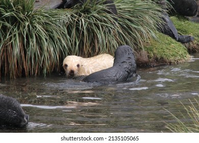 Albino Elephant Seal Pup In South Georgia