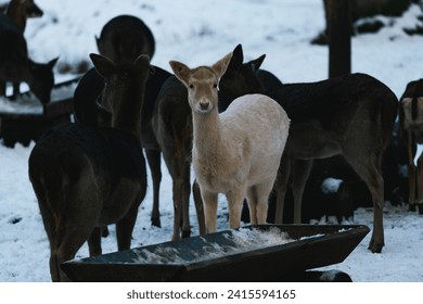 Albino European fallow deer (Dama dama) in the snow - Powered by Shutterstock