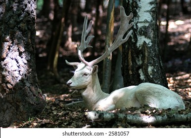 1,108 Albino deer Images, Stock Photos & Vectors | Shutterstock