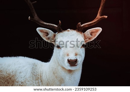 Albino Fallow Deer Stag studio isolated photo