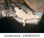 Albino gator in Atlanta aquarium 