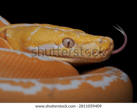 The Albino Golden Child Reticulated Python is a highly sought after morph that combines the amelanistic albino trait with the Golden Child gene
