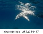 Albino Humpback whale seen for the first time in Tonga.