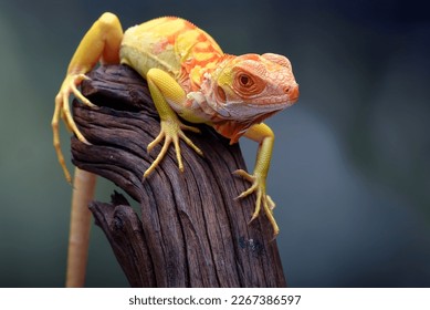 Albino iguana ( iguana iguana ) on a tree branch - Powered by Shutterstock