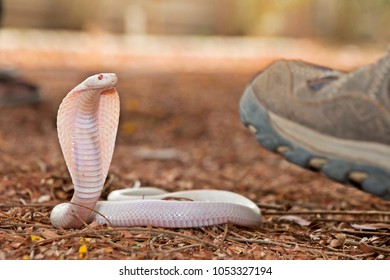 Albino India Cobra Or Spectacled Cobra (Naja Naja) With Rescuer 