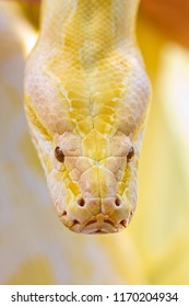 Albino Indian Python  Head Shot