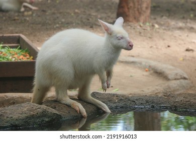 
An Albino Kangaroo At The Zoo