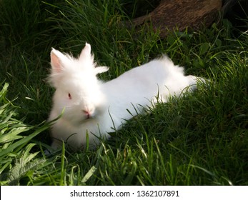 Albino Lionhead Rabbit Stock Photo 1362107891 | Shutterstock