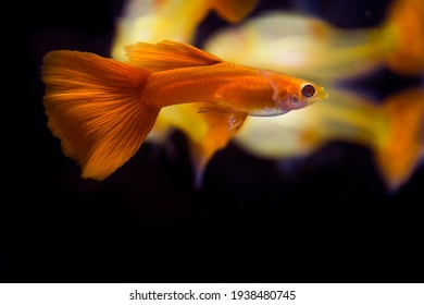 Albino Male Full Red Guppy (Poecilia Reticulata) 