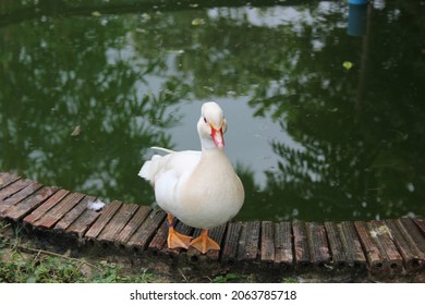 Albino Male Mandarin Duck (Aix Galericulata)