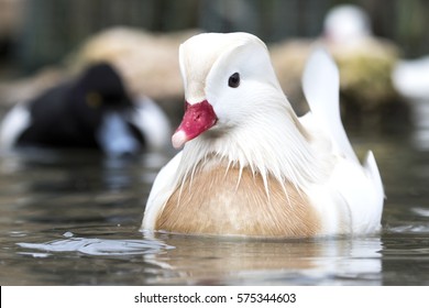 Albino Male Mandarin Duck (Aix Galericulata).