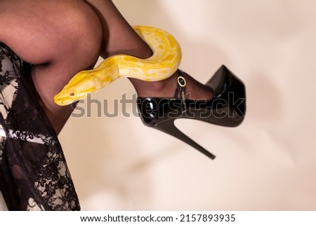 albino moluro python on legs of dark goth brunette girl with high heels fetish. High quality photo