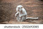 an albino monkey or white monkey sitting on the ground