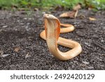 Albino Monocled Cobra - Naja kaouthia raised its hood on the ground in the garden. The snake has an orange white or Thai tea color throughout its body and red eyes.