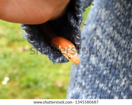 Albino motley corn snake crawling out of a person's sweater sleeve with blurred green grass outdoor background.  Rat snake (Pantherophis guttatus) peeking out of a woman shirt