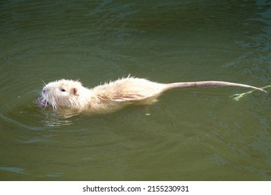An albino muskrat swims. Albinism is the congenital absence of melanin in an animal, plant, or person, resulting in white hair, feathers, scales and skin and pink eyes. High quality photo