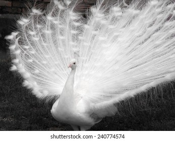 Albino Peacock