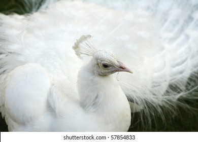 Albino Peacock