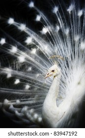 Albino Peacock