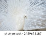 Albino peacock Free Stock Photos, Images, and Pictures of Albino peacock
 Licenseable