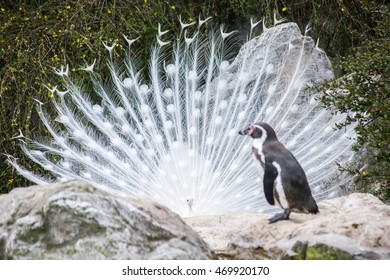 An Albino Peacock And A Penguin