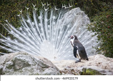 An Albino Peacock And A Penguin