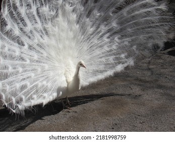 An Albino Peacock Showing Off