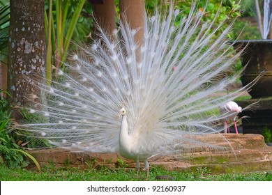 304 Albino peacock opening tail Images, Stock Photos & Vectors ...