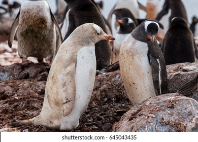 Albino Penguin