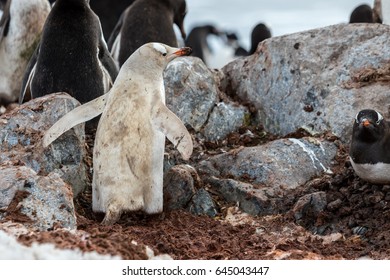 Albino Penguin