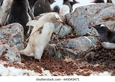 Albino Penguin