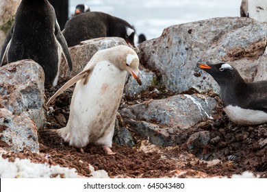 Albino Penguin