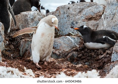 Albino Penguin