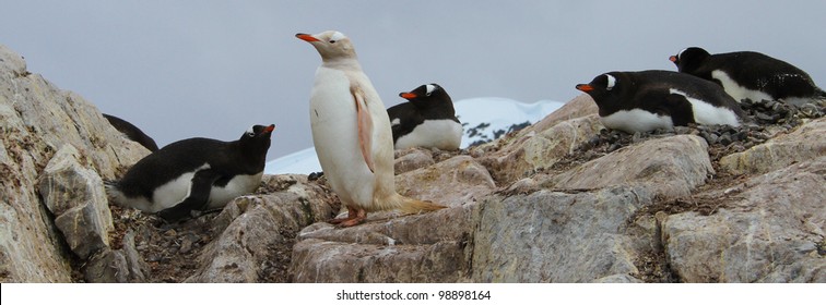 Albino Penguin