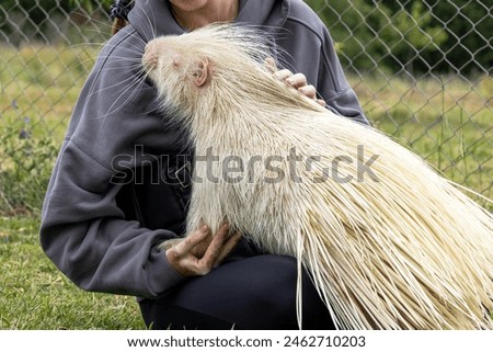 albino porcupine is being gently touched woman's hand in rehabilitation zoo. unique creature, with white fur and protective spines, natural mutations. conservation wild animals recovery. biodiversity
