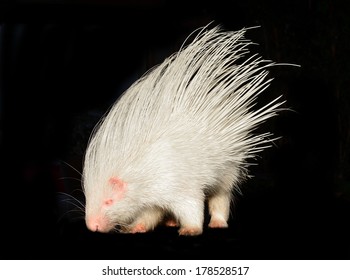 Albino Porcupine Isolated On Black Background