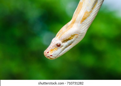 Albino Python