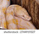 Albino python coiled inside a wooden enclosure, showcasing detailed white and yellow scales and a close-up view of its head. Striking exotic reptile portrait with rich texture and natural tones.
