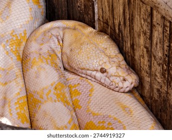 Albino python coiled inside a wooden enclosure, showcasing detailed white and yellow scales and a close-up view of its head. Striking exotic reptile portrait with rich texture and natural tones.
