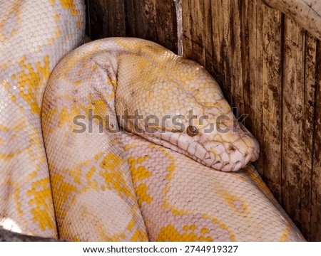 Albino python coiled inside a wooden enclosure, showcasing detailed white and yellow scales and a close-up view of its head. Striking exotic reptile portrait with rich texture and natural tones.
